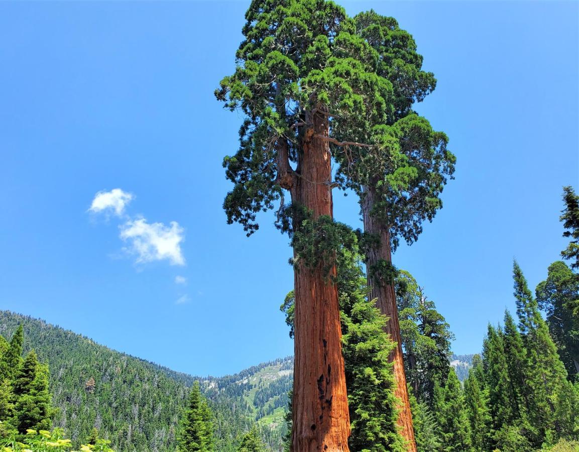 Sequoia Trails, Mountains, Fun & Relax Villa Ponderosa Exterior photo